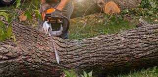 Best Leaf Removal  in Dalworthington Gardens, TX