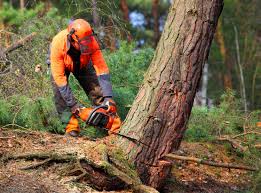 Best Lot and Land Clearing  in Dalworthington Gardens, TX