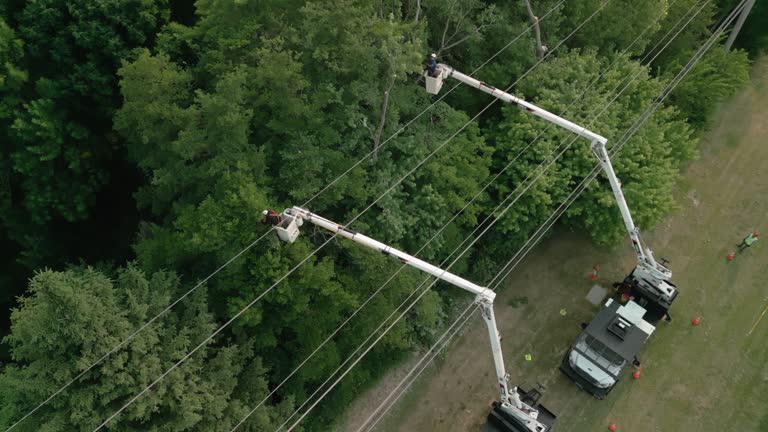 Tree and Shrub Care in Dalworthington Gardens, TX