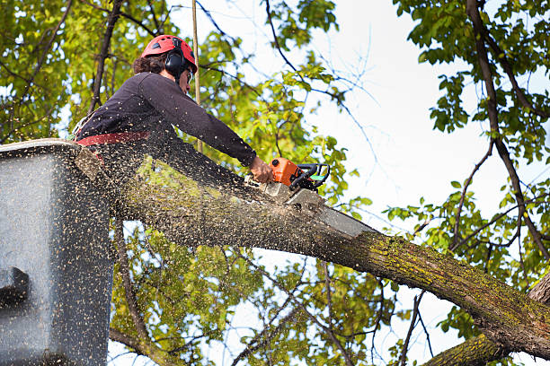 Reliable Dalworthington Gardens, TX Tree Removal Solutions