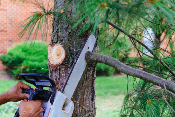 Best Tree Disease Treatment  in Dalworthington Gardens, TX